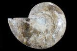 Choffaticeras (Daisy Flower) Ammonite Half - Madagascar #80913-1